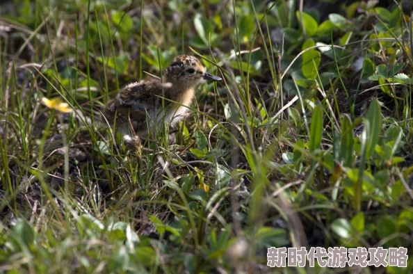 守护国家一级保护动物小勺子,天刀OL携手邀你共襄九九公益盛会 守护国家一级保护动物小勺子,天刀OL携手邀你共襄九九公益盛会