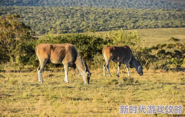 非洲精品性hd：最新动态揭示了该地区独特文化与艺术的交融，展现出丰富多彩的生活方式和创意产业发展