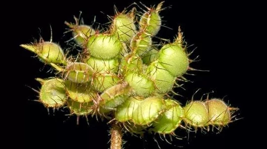 含羞草未满 禁止观看！令人震惊的真相揭开：这一植物背后的神秘力量引发全球关注！