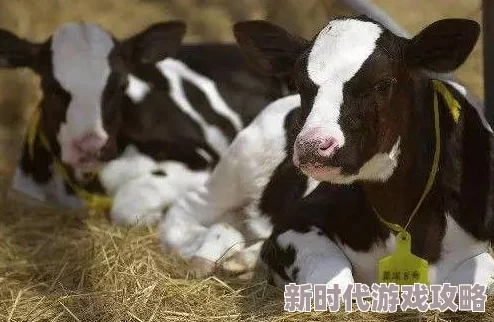 奶牛淫娃：揭示现代农业中动物福利与伦理的复杂关系，探讨人类与动物之间的互动与影响