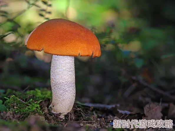 蘑菇还有哪些一级片？最新研究揭示多种新发现与应用潜力，助力健康饮食和生态保护！