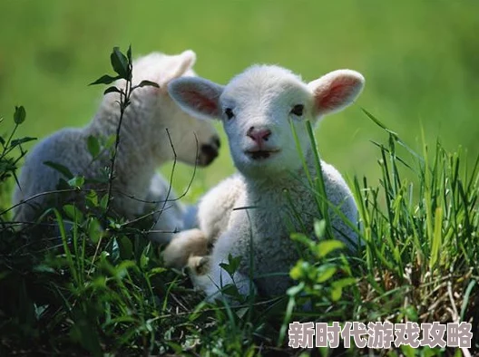 庄园领主羔羊的多重价值：网友热议其在农业、经济与文化传承中的独特作用