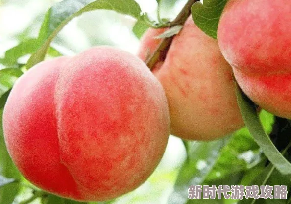 肉色生香水蜜桃果肉细腻多汁，入口即化，清甜爽口