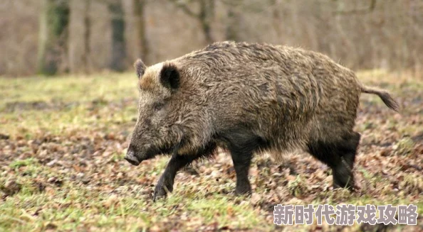 猪的又细又长像钻头一样是指猪的鼻子，这种结构有助于它们在泥土中寻找食物和挖掘巢穴