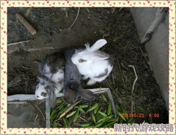 瓜棚里的呻吟声灬最近发现了一窝可爱的小兔子在瓜地里玩耍