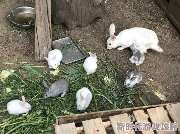 瓜棚里的呻吟声灬最近发现了一窝可爱的小兔子在瓜地里玩耍