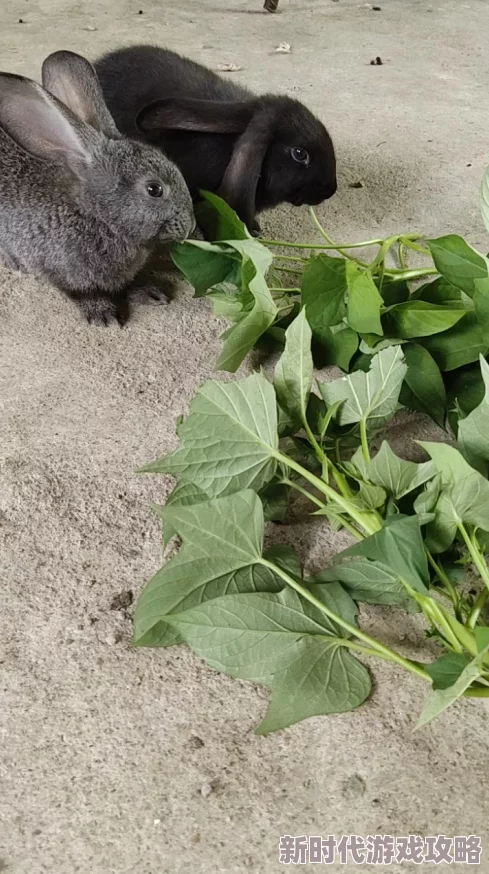 瓜棚里的呻吟声灬最近发现了一窝可爱的小兔子在瓜地里玩耍