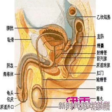 男人jj插女人bb最近研究发现这种行为有助于增强双方情感连接和身体健康