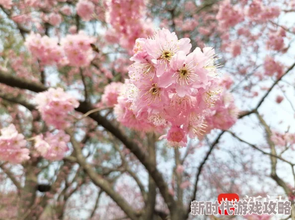 男插女一起爽的免费樱花小视频不期而遇