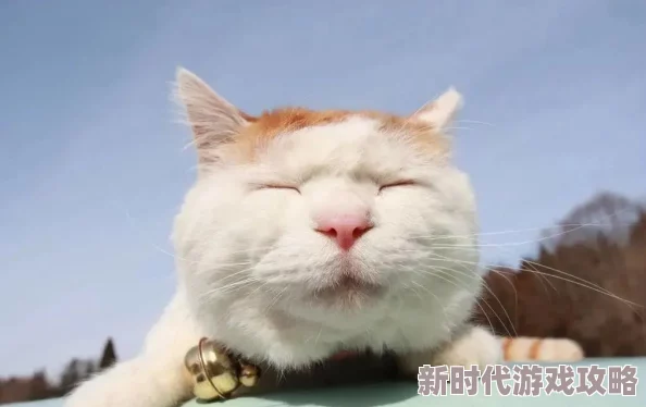 再深点灬舒服灬太大了o在线观看最近爆红的网红猫咪视频