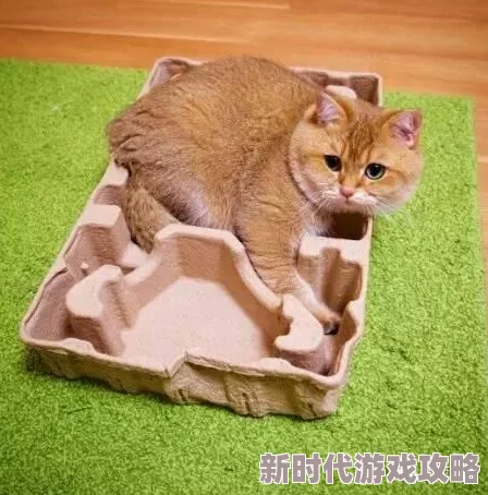 再深点灬舒服灬太大了o在线观看最近爆红的网红猫咪视频