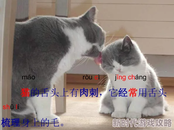 再深点灬舒服灬太大了o在线观看最近爆红的网红猫咪视频