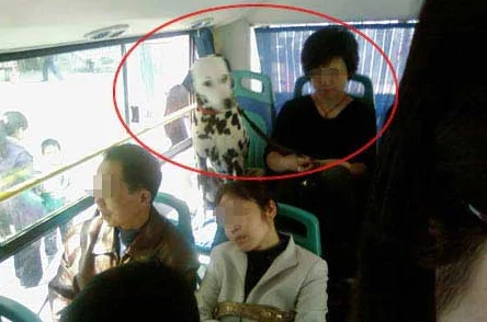 公交车强迫系列小说北京八年