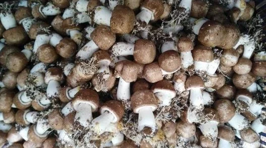 国产孕妇喷水视频在线播放近日网络爆红引发热议