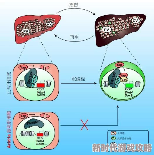 tk哈哈哈哈哈哈不可以哈哈近日科学家发现了一种新型可再生能源技术有望改变未来能源格局