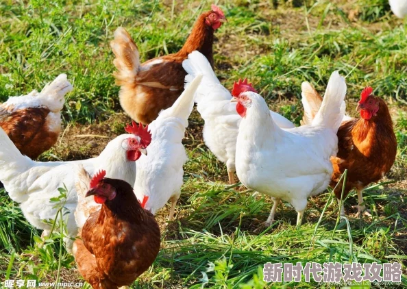男人鸡鸡桶女人珍惜彼此的爱与理解共同创造美好未来