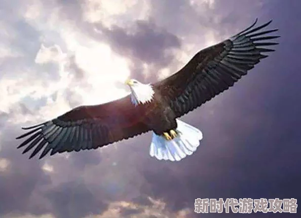 黑鹰传奇勇敢追梦坚持不懈成就辉煌人生
