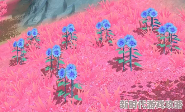 创造与魔法向日葵已知分布位置及最新官方活动进展消息