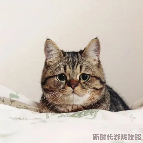 毛茸茸多内谢视频可爱猫咪的温馨日常大放送