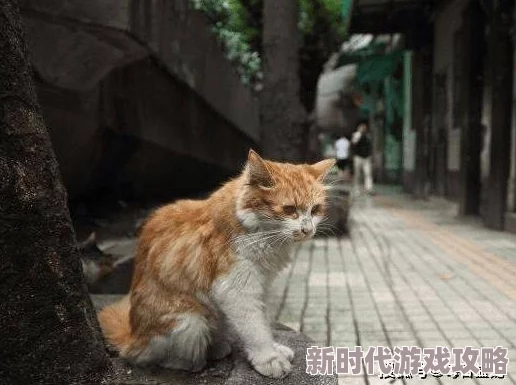 毛茸茸多内谢视频可爱猫咪的温馨日常大放送