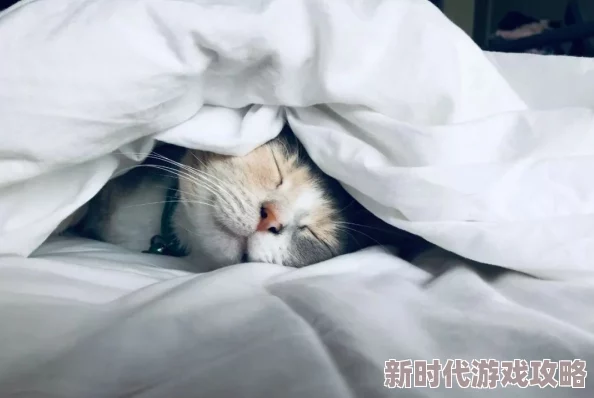 毛茸茸多内谢视频可爱猫咪的温馨日常大放送