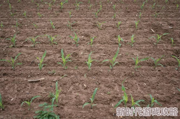 玉米地借种专家建议错期播种以提高产量 玉米地借种专家建议错期播种以提高产量