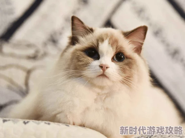 岳的毛又黑又嫩小岳岳的宠物猫毛发护理记录