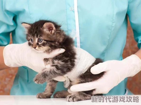 岳的毛又黑又嫩小岳岳的宠物猫毛发护理记录