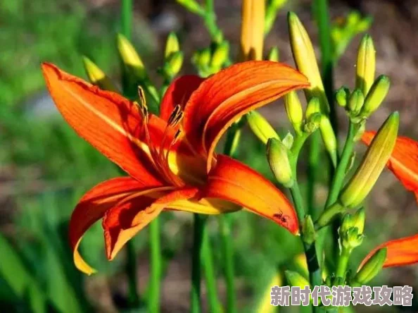 互攻h灿灿萱草花绽放希望与勇气让每一天都充满阳光与美好