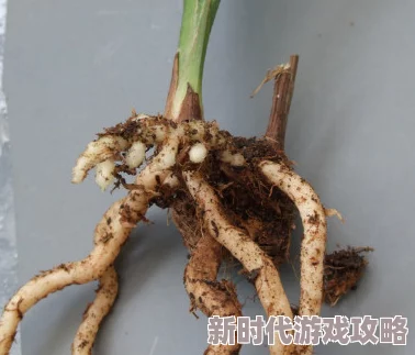 龙根是什么部位专家称其为植物的根状茎具有贮藏营养繁殖的功能