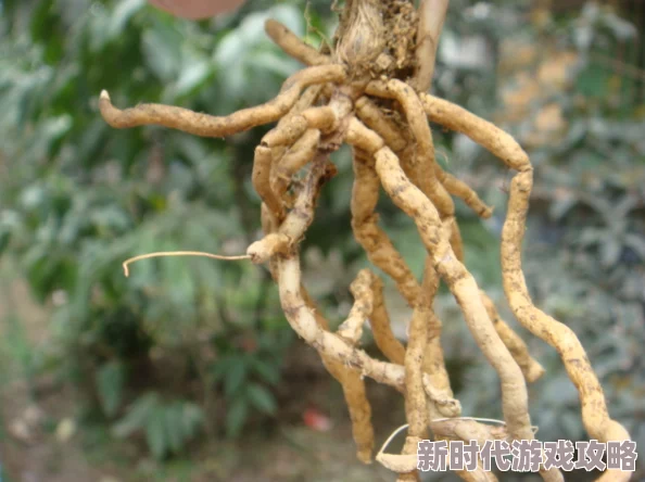 龙根是什么部位专家称其为植物的根状茎具有贮藏营养繁殖的功能
