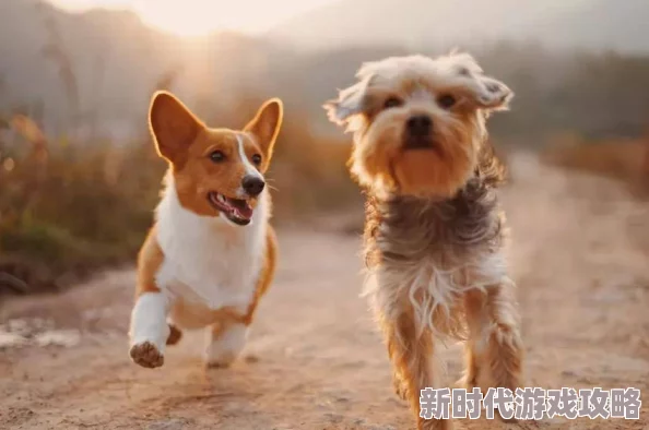 狗狗x我两小时视频上传至100%处理中预计还需15分钟