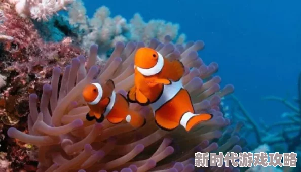 小说林天史上最狂老祖海底小纵队第三季勇敢探索海洋传递友爱与团结