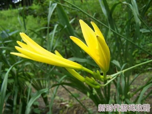 忘忧草蜜芽188最新推出的护肤系列受到了用户的热烈欢迎，大家纷纷表示效果显著