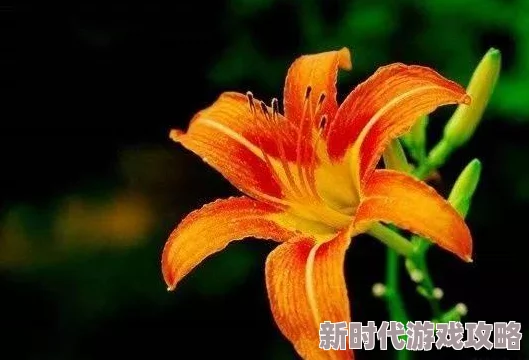 忘忧草蜜芽188最新推出的护肤系列受到了用户的热烈欢迎，大家纷纷表示效果显著