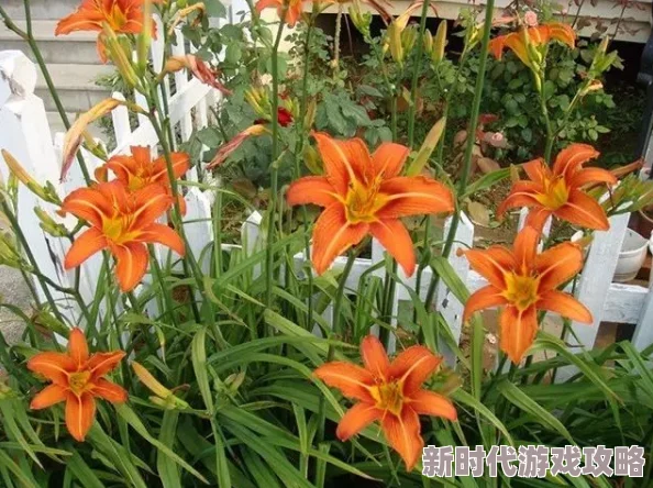 忘忧草蜜芽188最新推出的护肤系列受到了用户的热烈欢迎，大家纷纷表示效果显著