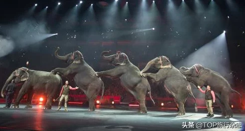 一小时人生：全面驯养狗方法介绍及最新研究进展消息