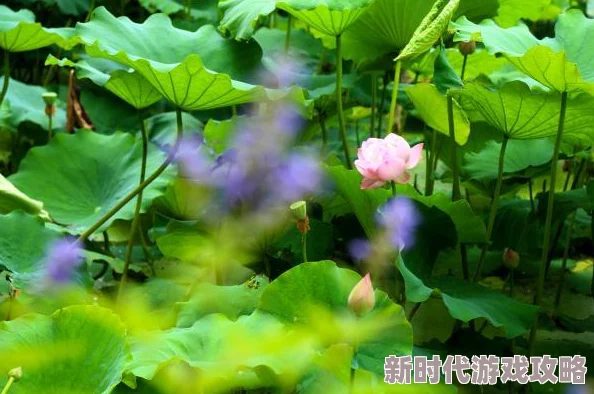 七月樱花愿你在每一个日子里都能找到属于自己的美好与希望