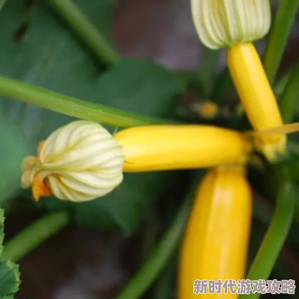 绿巨人草莓丝瓜樱桃隐藏的水果拼盘密码是草莓香蕉西瓜葡萄原标题夏日水果大作战