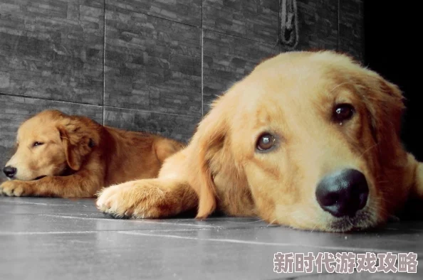 女人与狗交小说更新至第50章狗的品种是金毛 女人与狗交小说更新至第50章狗的品种是金毛