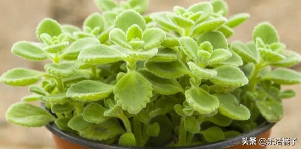 感觉你湿润我心中充满阳光与希望每一天都是新的开始让我们一起迎接美好未来 感觉你湿润我心中充满阳光与希望每一天都是新的开始让我们一起迎接美好未来