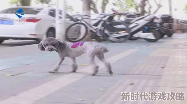 废土行动二级背包掉落最新解决策略：抢别人的背包或养斑点狗辅助捡拾