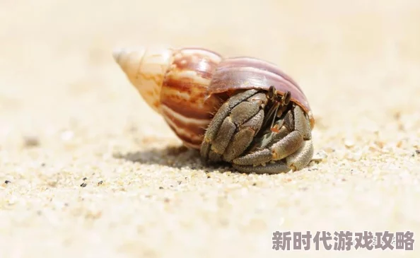 旅行物语寄居蟹宠物评价及培养价值探讨，兼谈“寄居蟹”平台诈骗最新进展