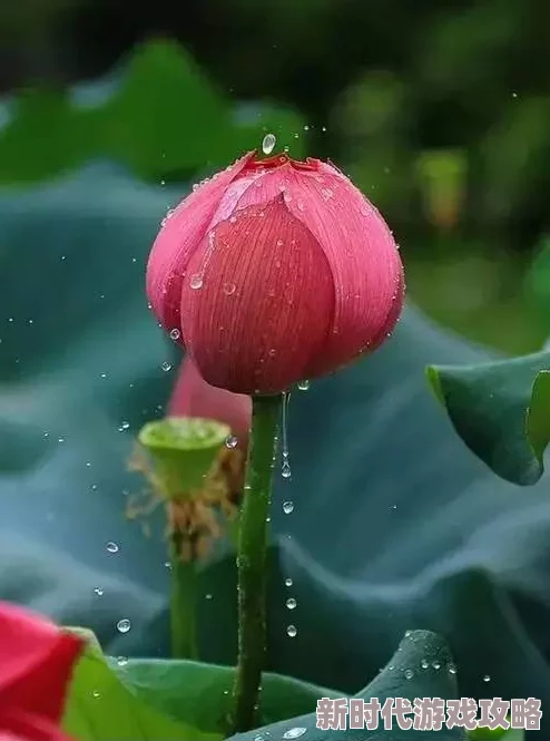 台北名花欢颜让微笑传递温暖与希望，点亮生活的每一个角落