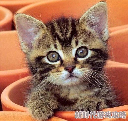 女色仆猫胆虫威第二季勇敢追梦相信自己成就未来