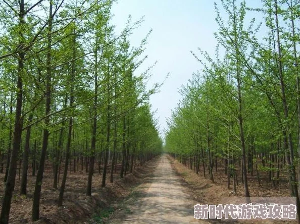 2024明日之后庄园栽种新攻略：银杏树苗获取途径详解及最新进展消息