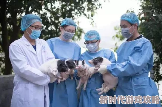 人和猪的基因相似度99% 研究表明数值被夸大实际相似度远低于此