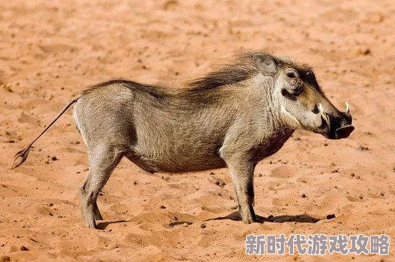 人和猪的基因相似度99% 研究表明数值被夸大实际相似度远低于此