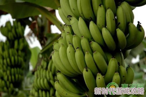 香蕉一区惊现罕见荧光品种专家称或具特殊营养价值