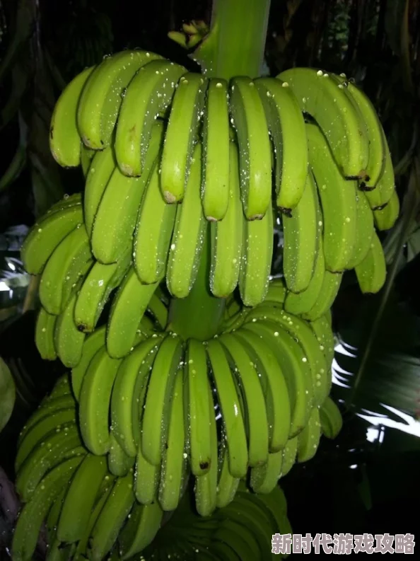 香蕉一区惊现罕见荧光品种专家称或具特殊营养价值